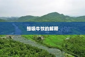 鲸吸牛饮的解释