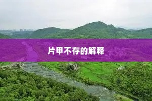 片甲不存的解释